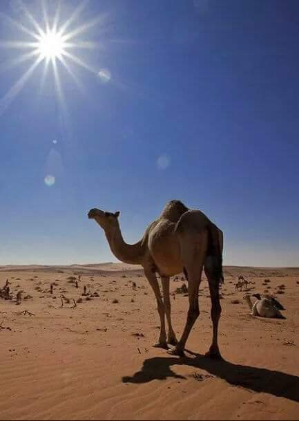 Sahara Life Private Day Tours-梅如卡必去景点