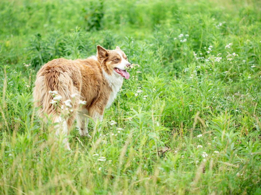 Brinkman Farmstead Bed and Breakfast主图