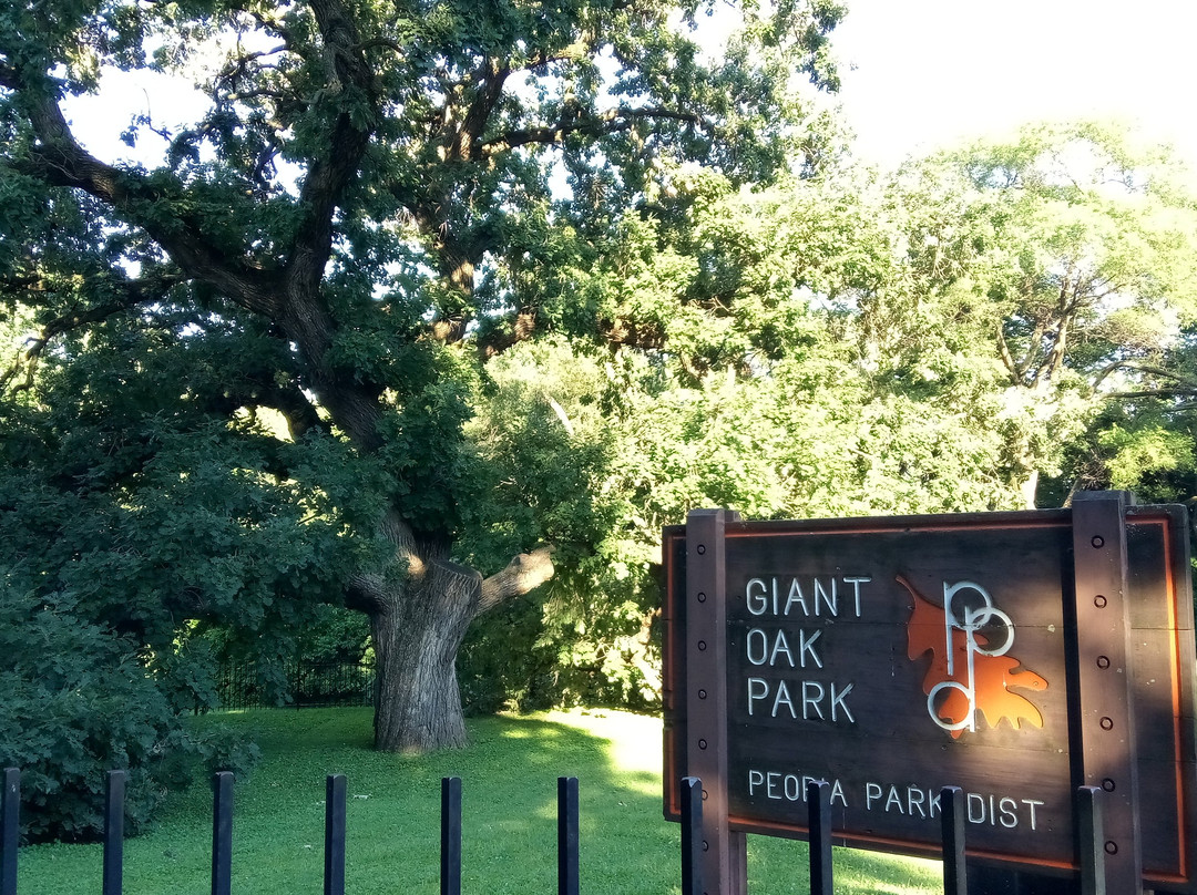 Giant Oak Park景点图片