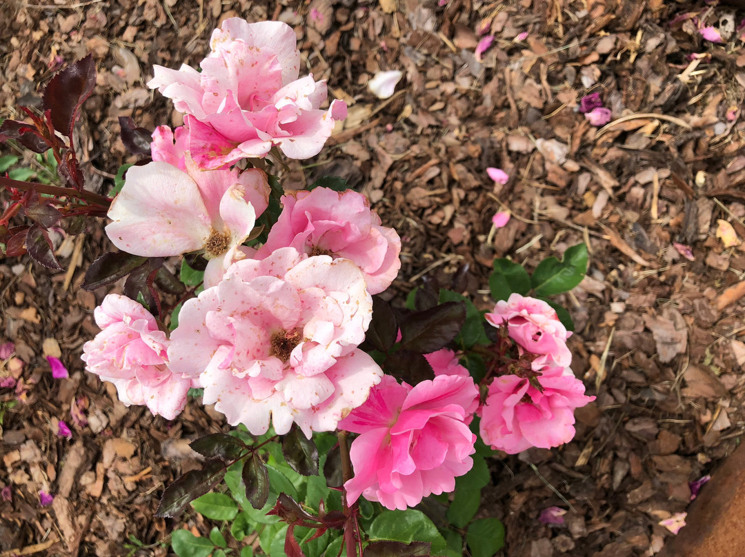 Rosentorget-Simrishamn必去景点