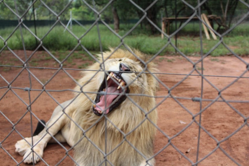 Chameleon Village Lion & Tiger Park-Brits必去景点