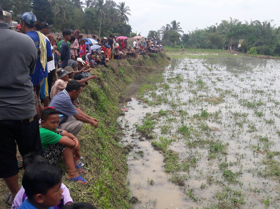Bull Race Festival-Payakumbuh必去景点