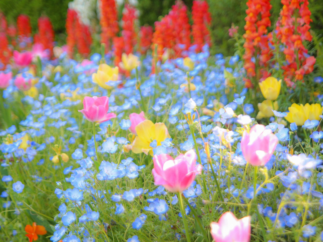 Florante Miyazaki景点图片