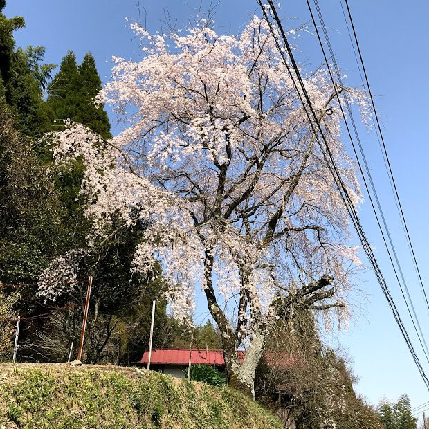 Shidarezakura Trees of Shirani景点图片