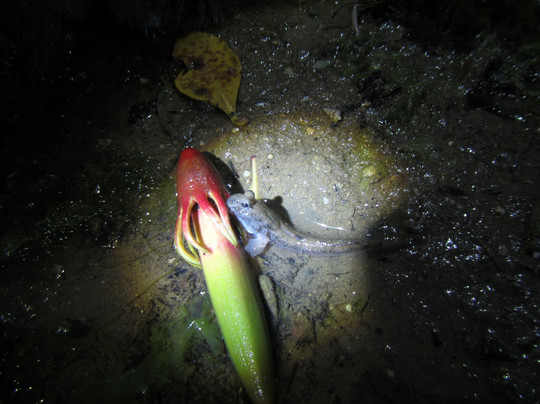 Yagaji Ecotour Network-名护市必去景点