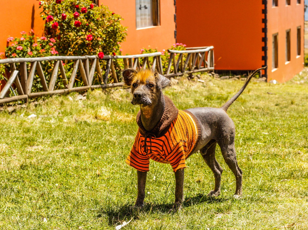 Pumakala Hotel主图