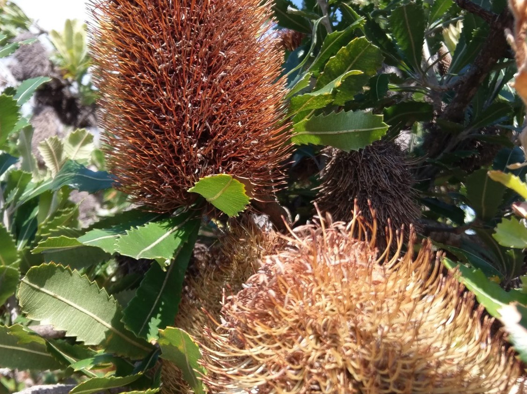 South Head-悉尼必去景点