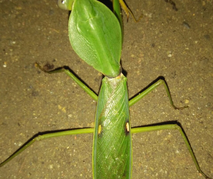 Sumatra Travel Guide-棉兰必去景点