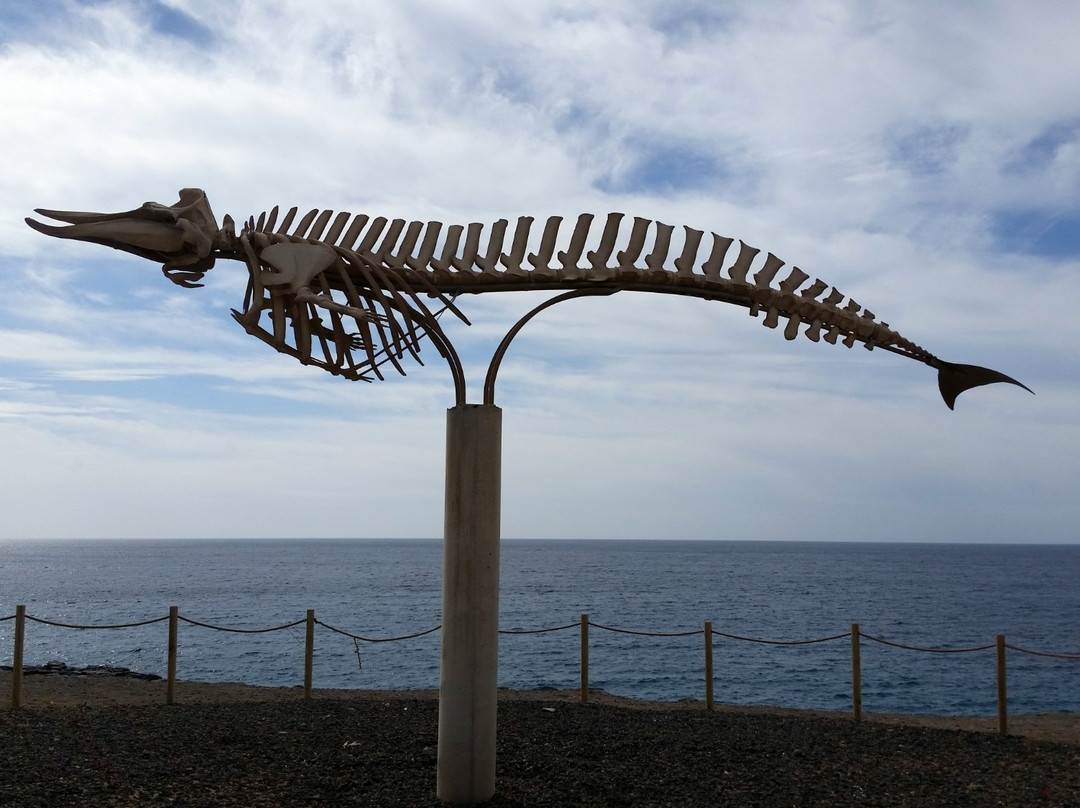 Cuvier's Beaked Whale Skeleton景点图片