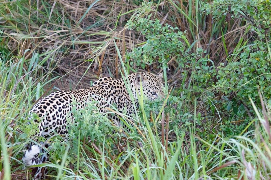 Gorilla Tracking Africa and Adventure Safaris Uganda景点图片