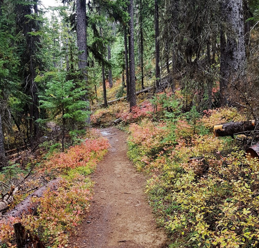 Malheur National Forest景点图片