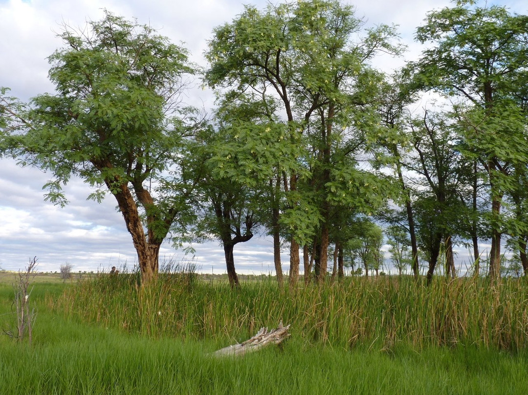 Dragon Tree Soak Nature Reserve景点图片