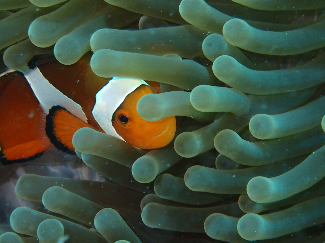 Sipadan Scuba潜水店-仙本那必去景点
