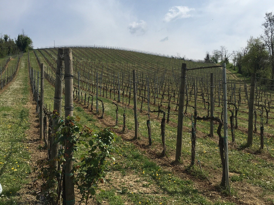 Azienda Agricola Botti di Bovina Fabio景点图片