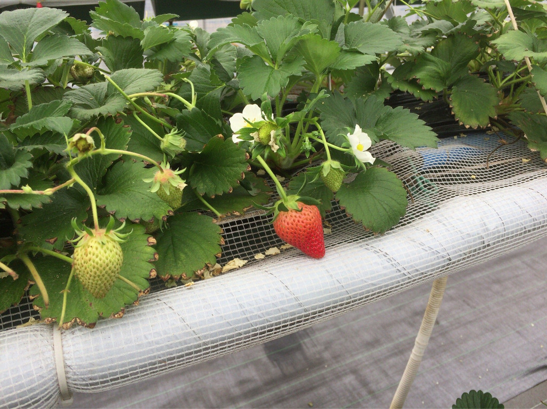 Nikko Strawberry Park-日光市必去景点