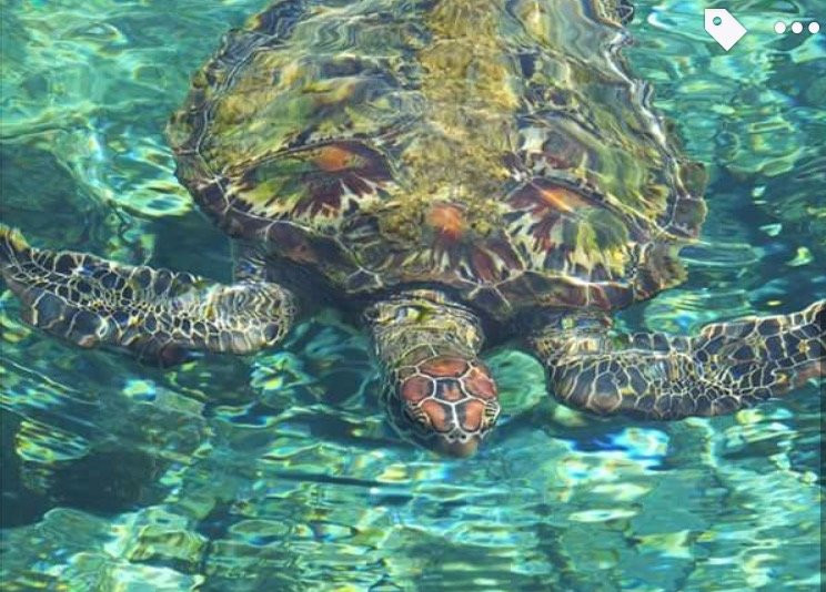 2023年General Luna旅游攻略 7General Luna酒店/景点/门票/美食/自助游/自驾/自由行/游玩攻略