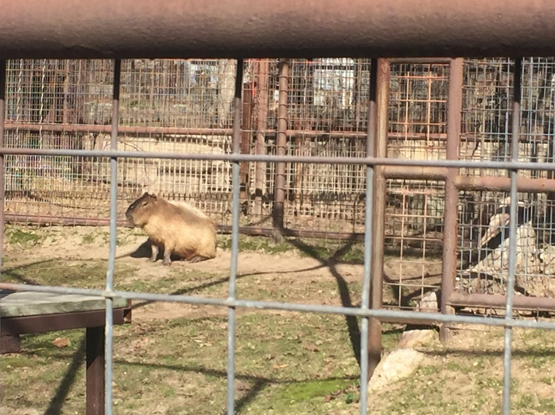 The Wild Animal Sanctuary - Texas-Boyd必去景点
