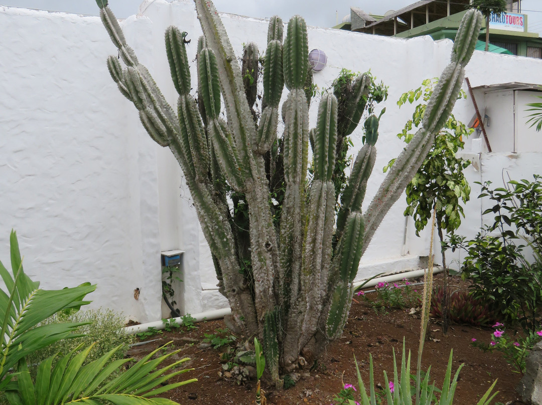 Casa Opuntia Galapagos主图