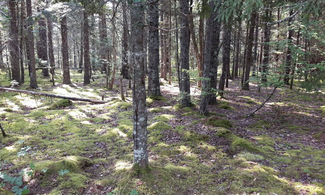 Herring Cove Provincial Park景点图片