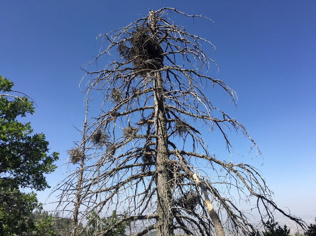 Pino Canyon-Tijeras必去景点