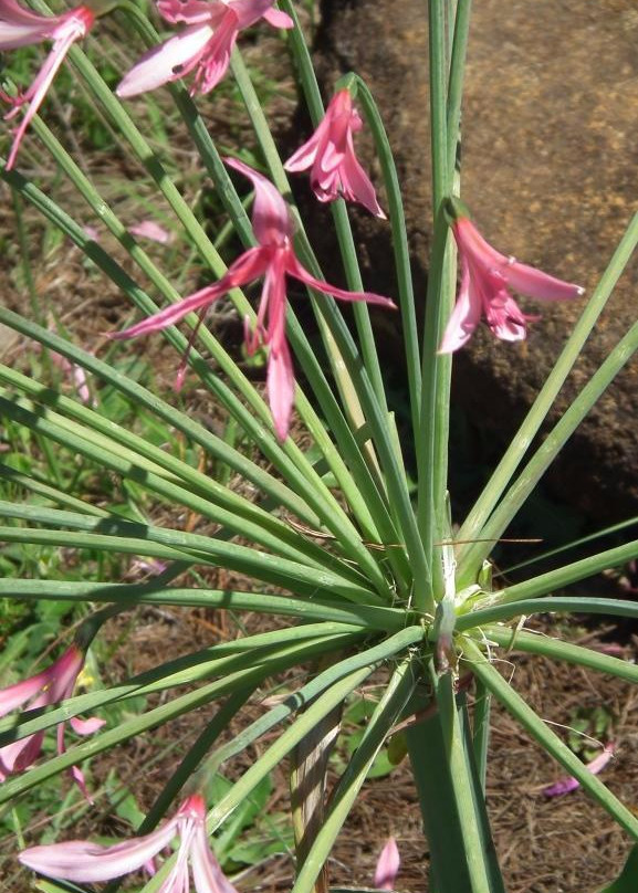 Naude's Nek Pass (R396)-Maclear必去景点