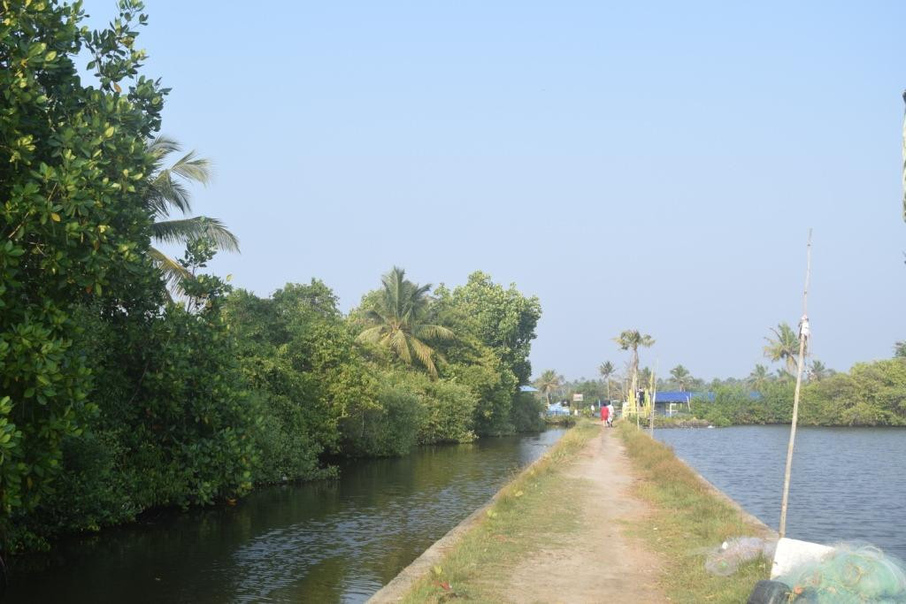 Matsyafed Fish Farm景点图片