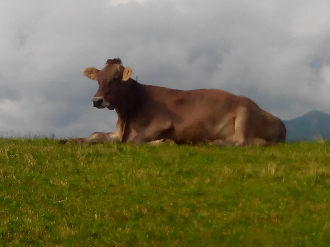 斯鲁库农可乐主图