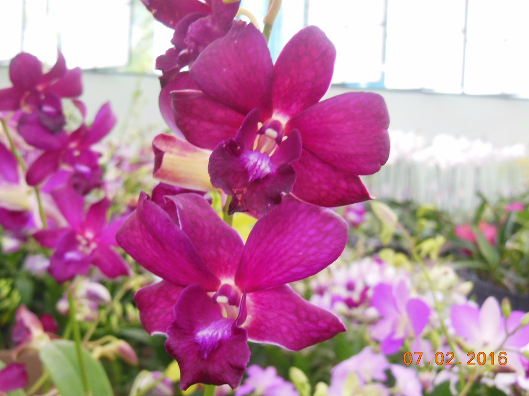 Orquidário Binot-彼得罗波利斯必去景点