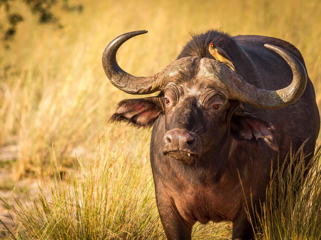 Namibia Reservations-奥奇瓦龙戈必去景点