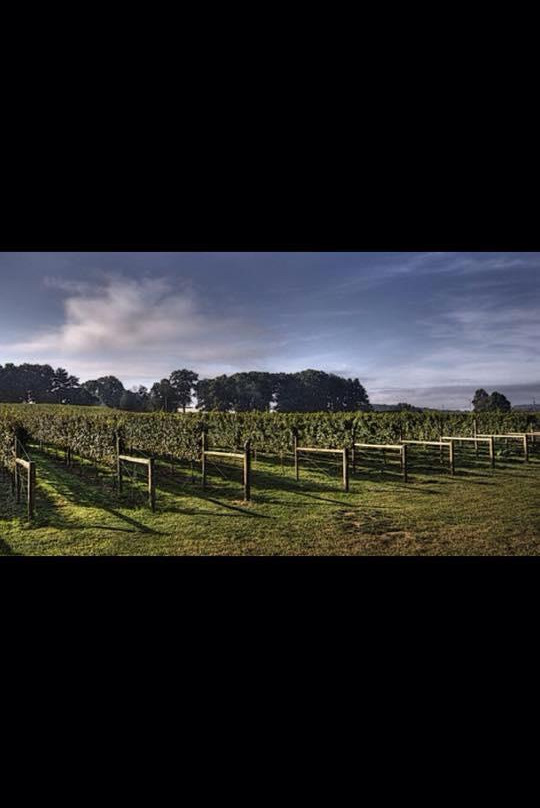 WayVine Winery & Vineyard景点图片