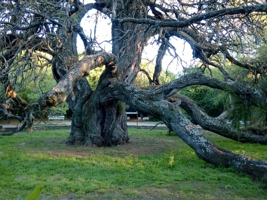 Algarrobo de los Aguero (Algarrobo Abuelo)景点图片