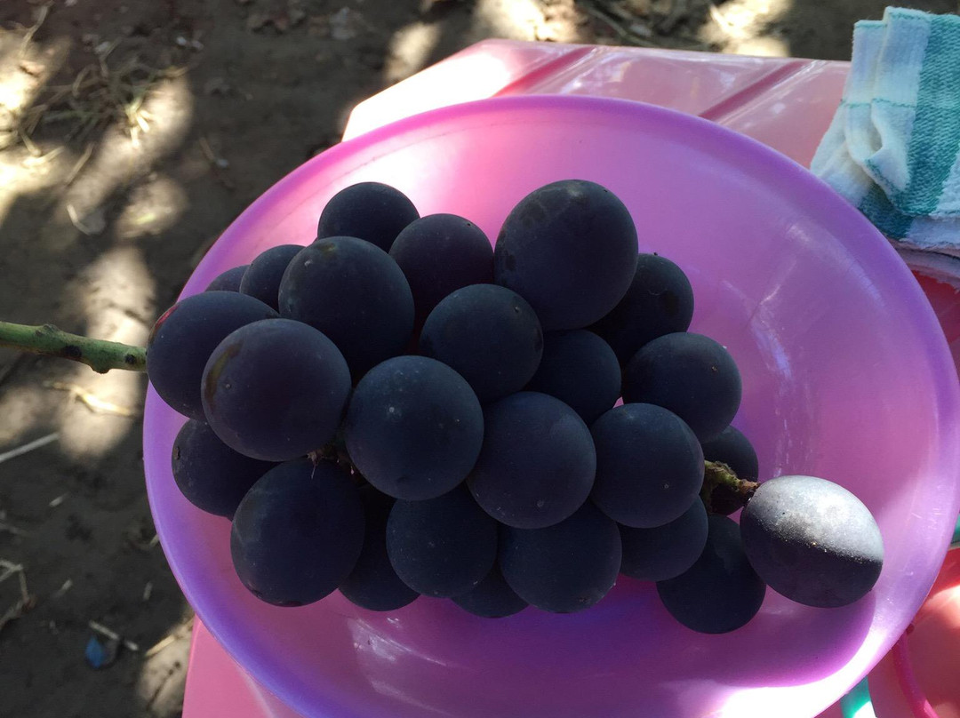 Misaka Farm Grape House-笛吹市必去景点