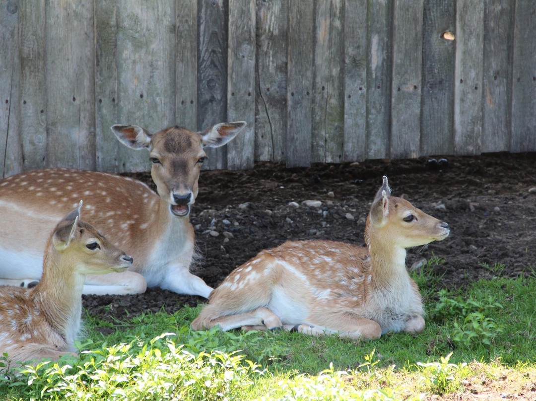 Wildpark Sonnenhalde景点图片