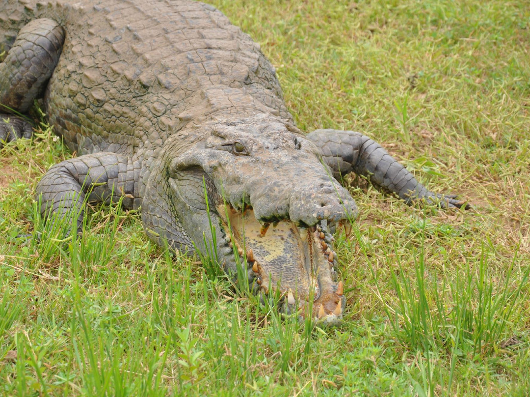 Sacred Crocodile Ponds