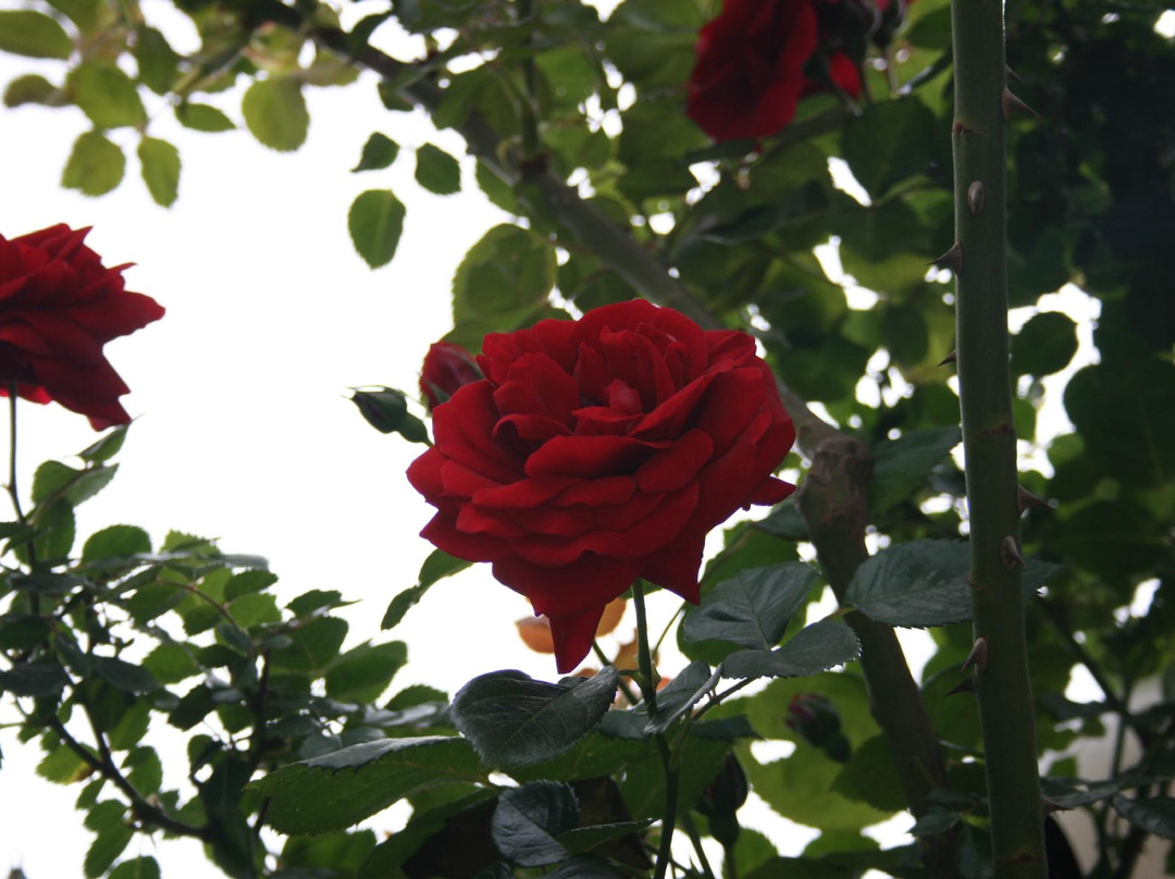 Des Roses Hotel主图