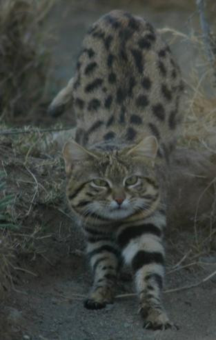 Cat Conservation Trust-Nxuba必去景点