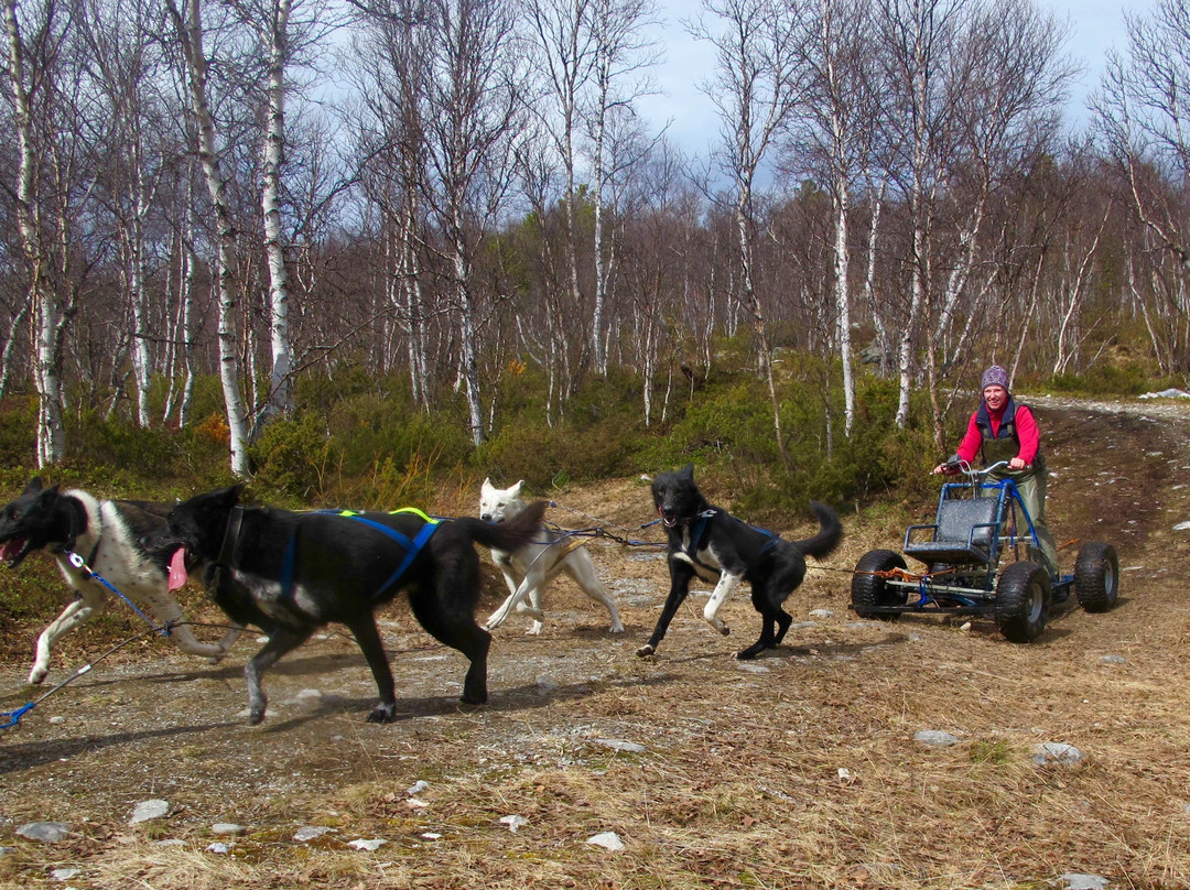 Alaskan Husky Tours Day Tours景点图片