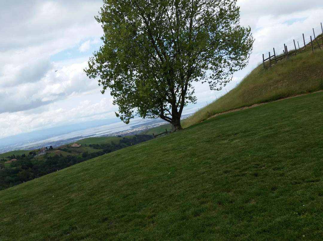 Big Dog Vineyards-米尔皮塔斯必去景点