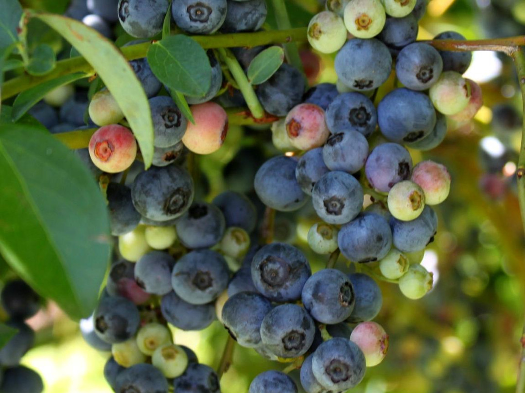 Clyde River Berry Farm景点图片
