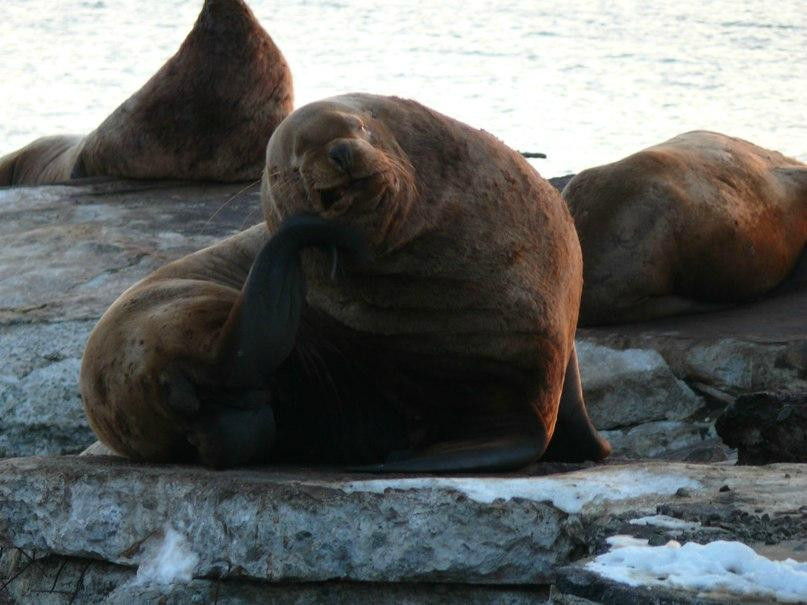 Sea Lion Colony-堪察加彼得巴甫洛夫斯克必去景点