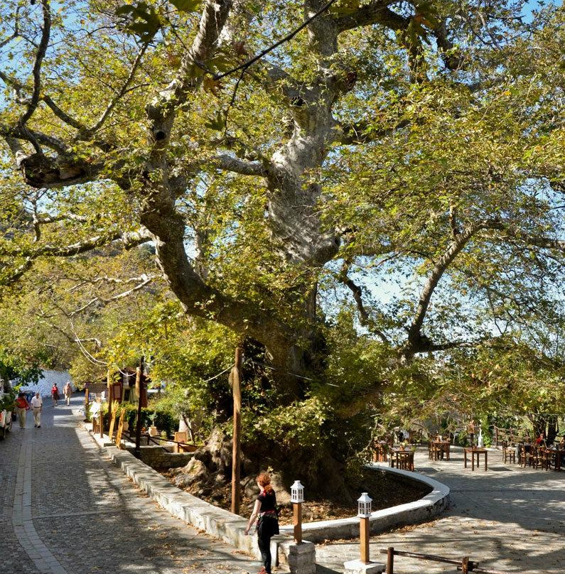 Platanus Tree-Krasi必去景点