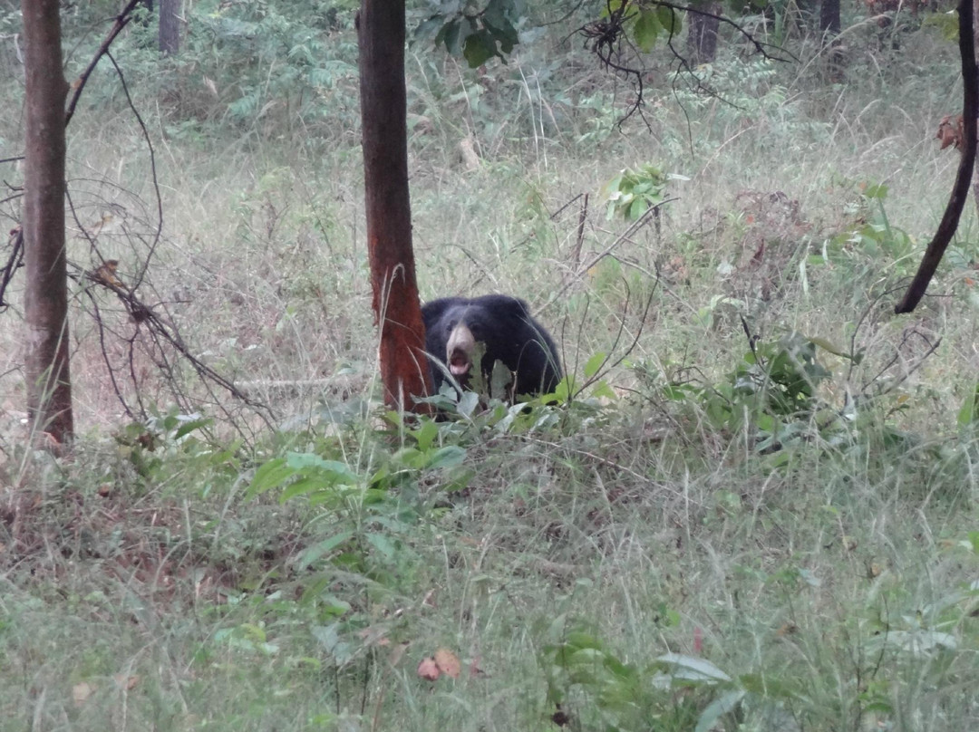Barnawapara Wildlife Sanctuary景点图片