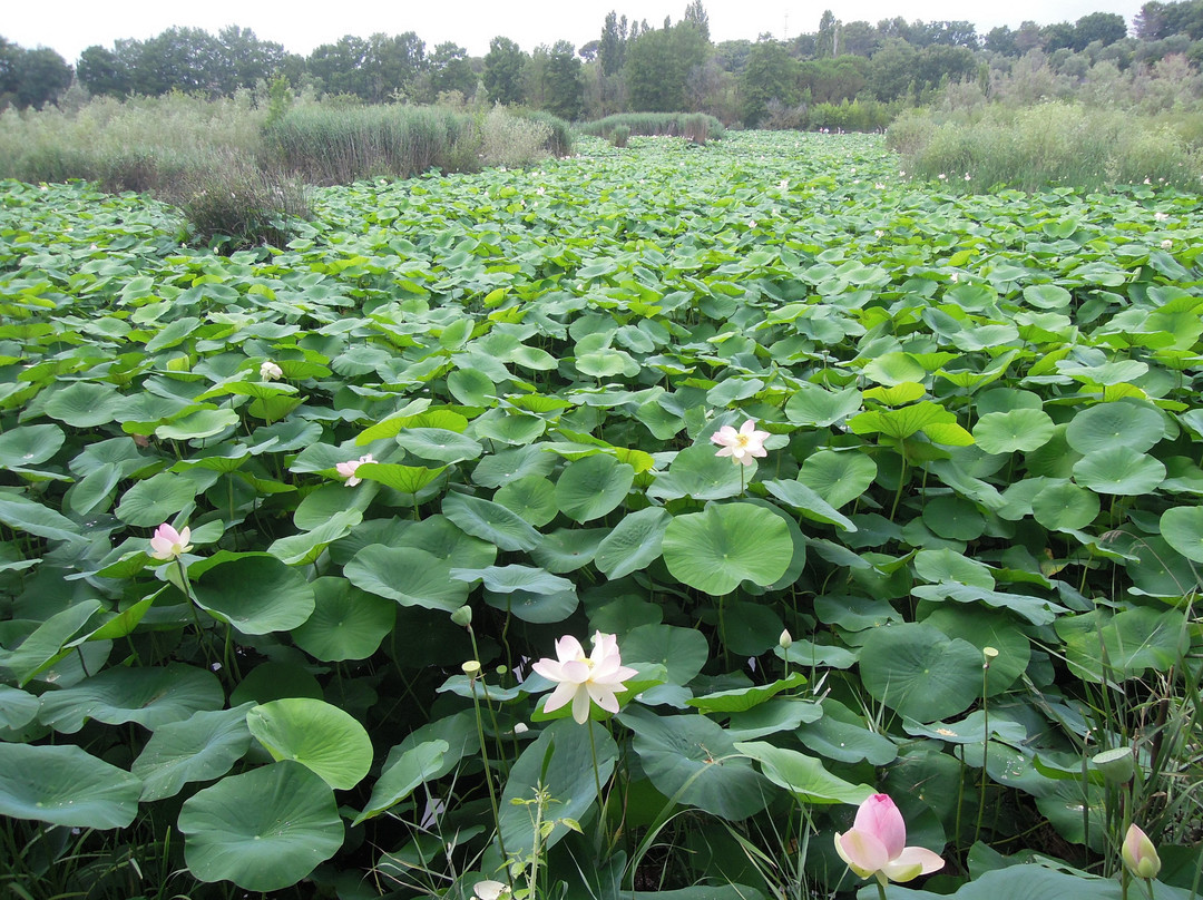 Etang de Fontmerle景点图片