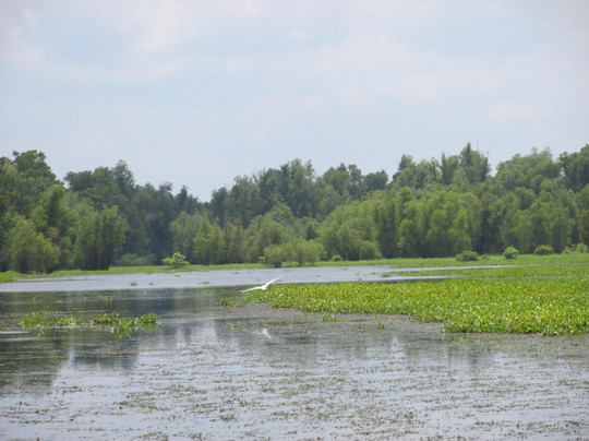 Mequet Swamp Tours-布里奥克斯桥必去景点