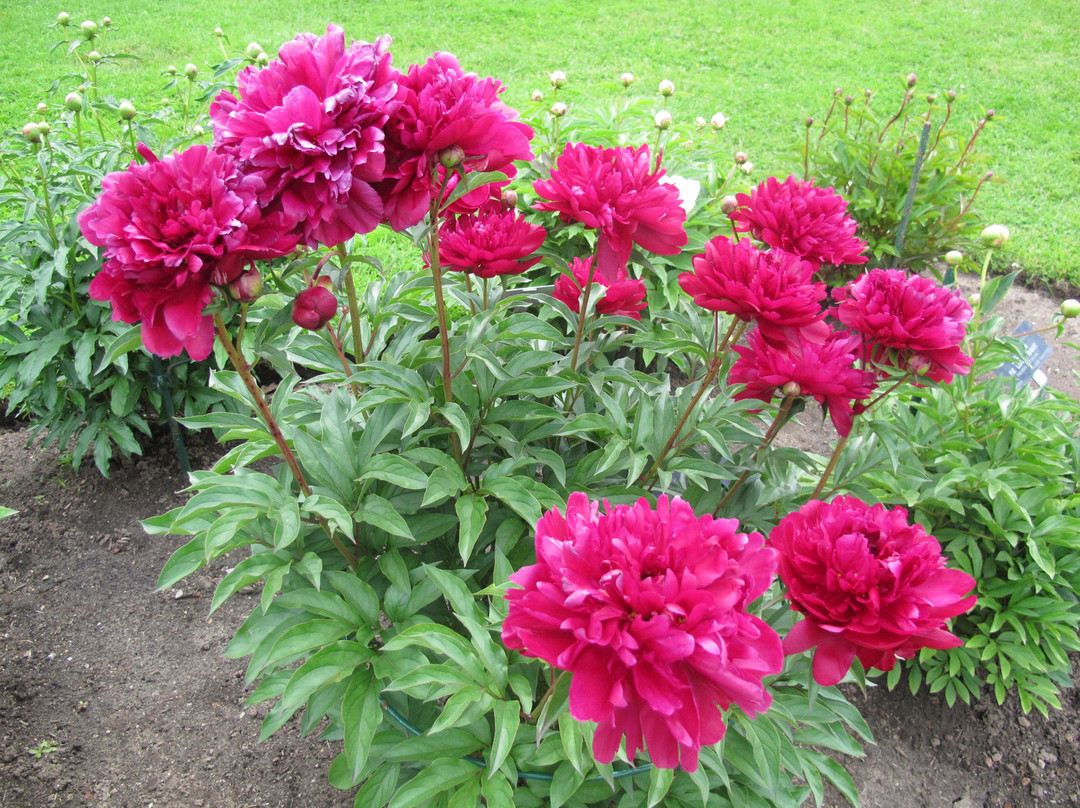 Central Experimental Farm-渥太华必去景点