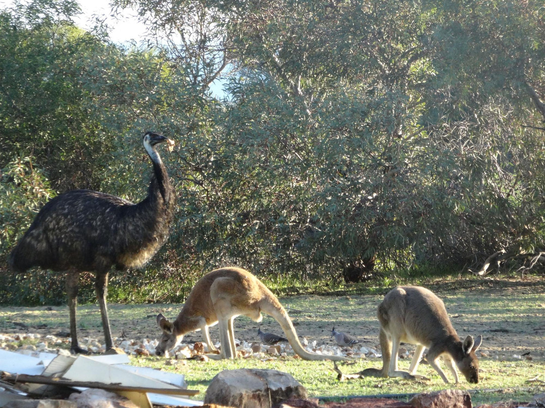 Waminda Wildlife Sanctuary-杰拉尔顿必去景点