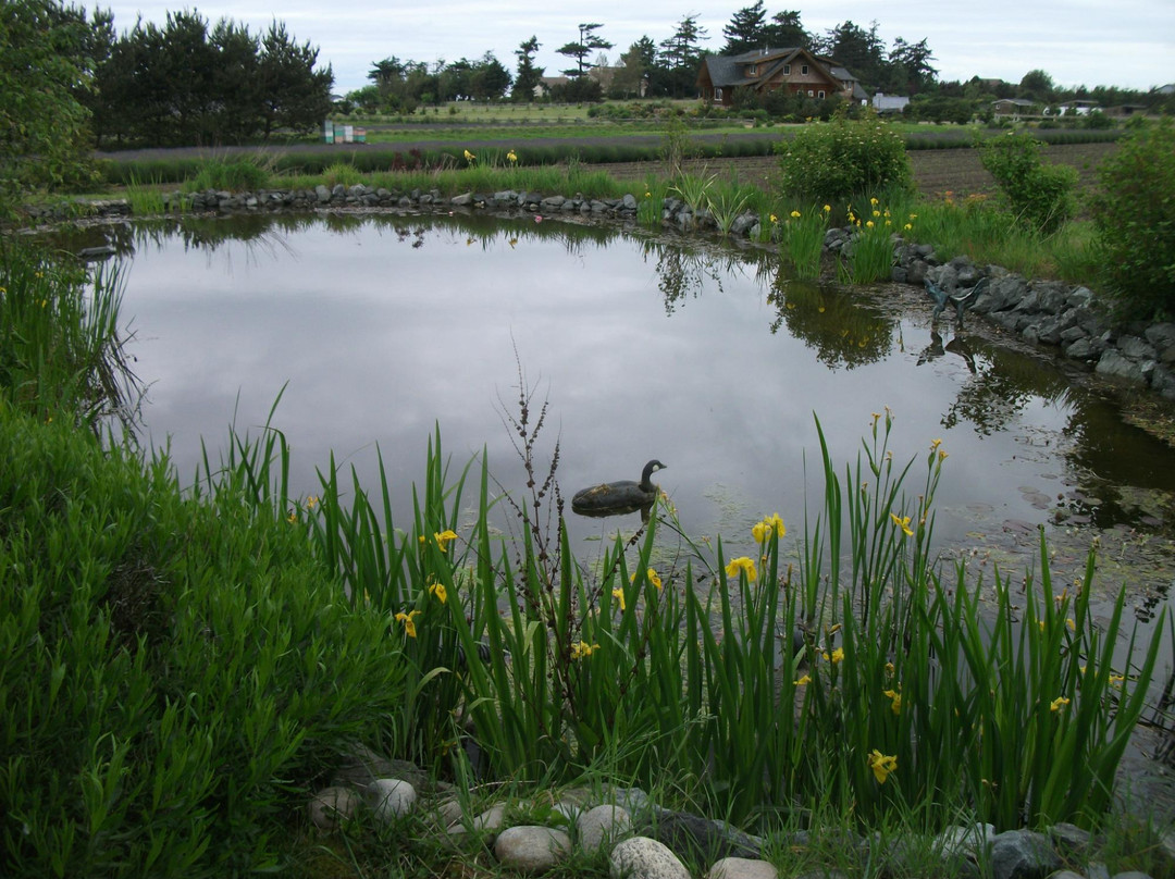 Lavender Wind Farm景点图片