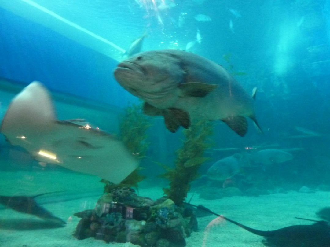 马尼拉海洋公园-马尼拉必去景点