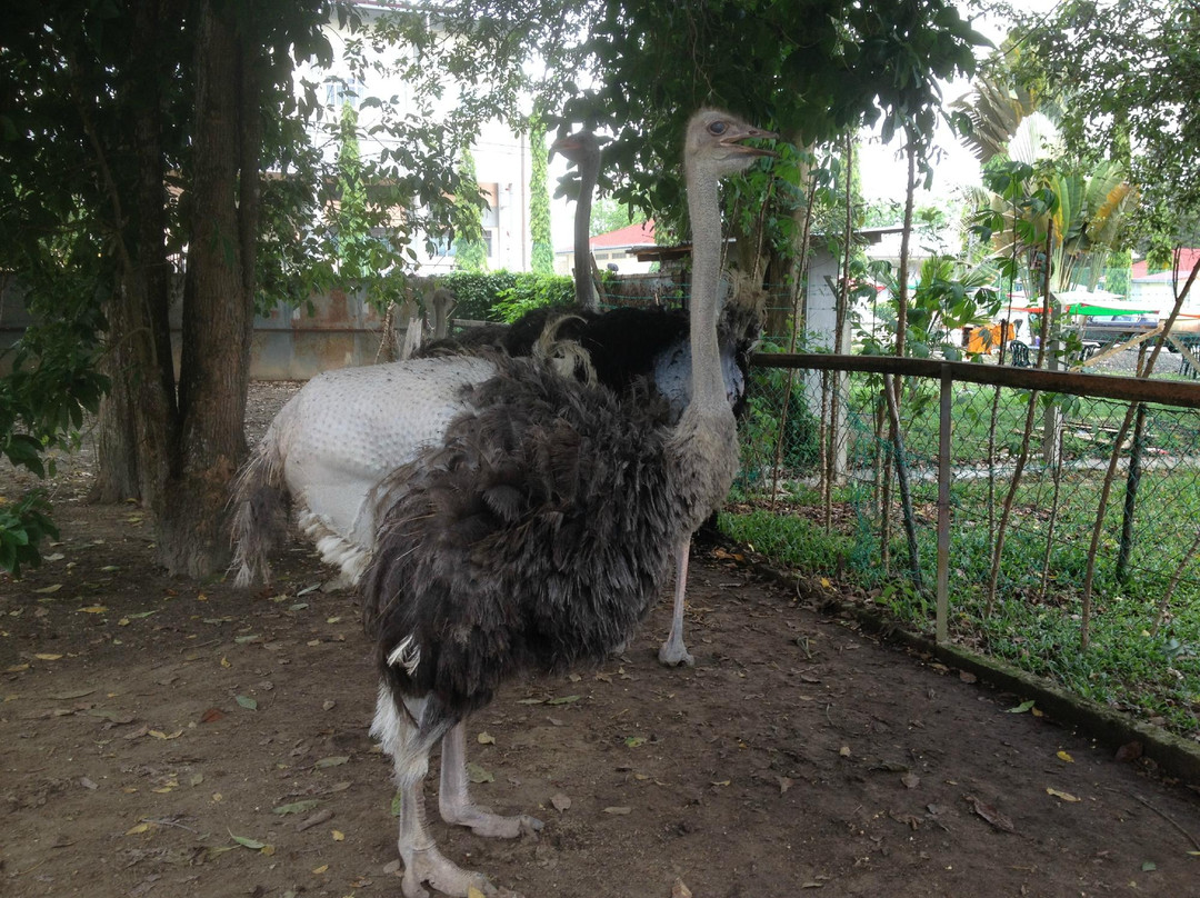 PD Ostrich Show Farm-波德申必去景点