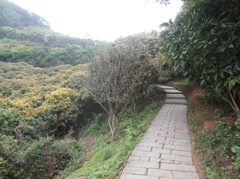 塘朗山郊野公园-深圳市必去景点